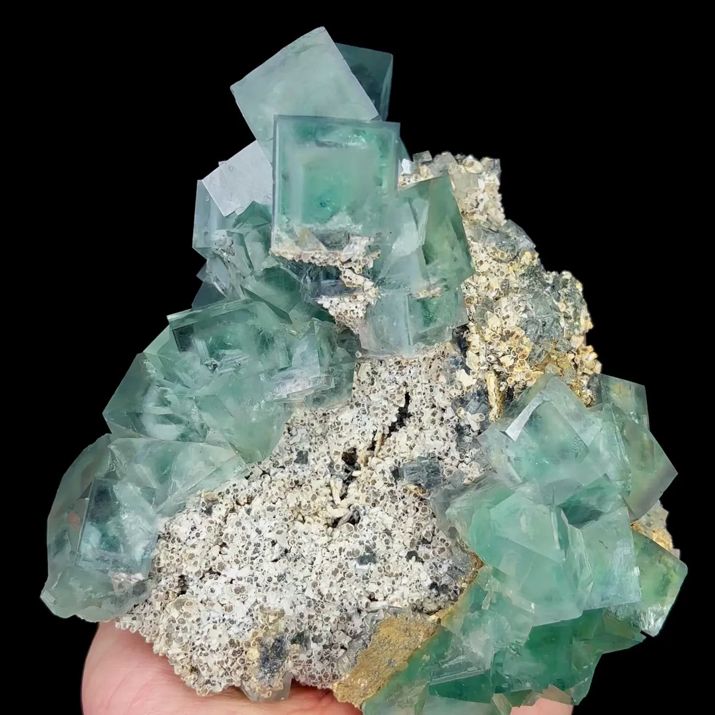 specimen video