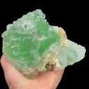 specimen video