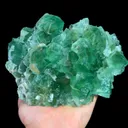 specimen video