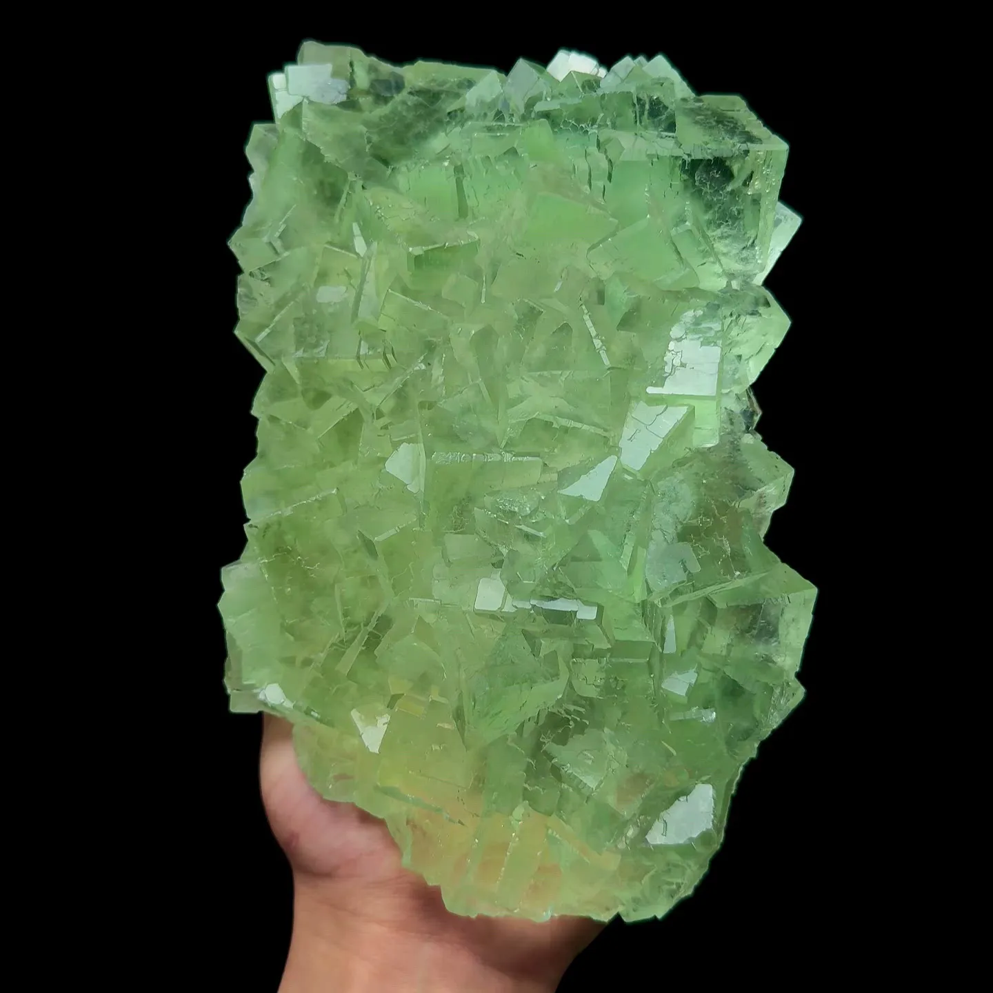 specimen video