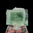 specimen video
