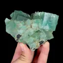specimen video