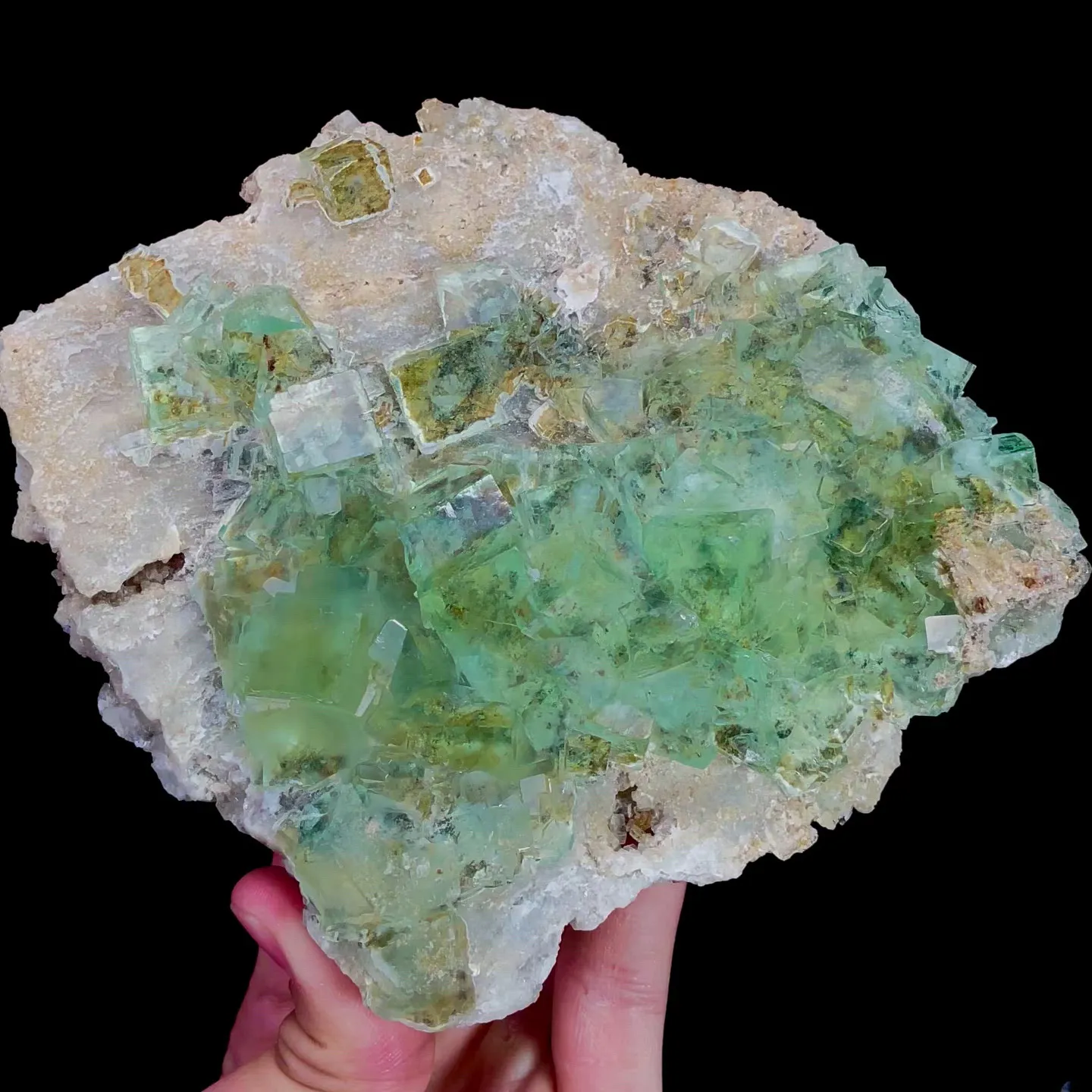 specimen video