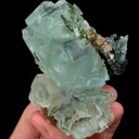 specimen video