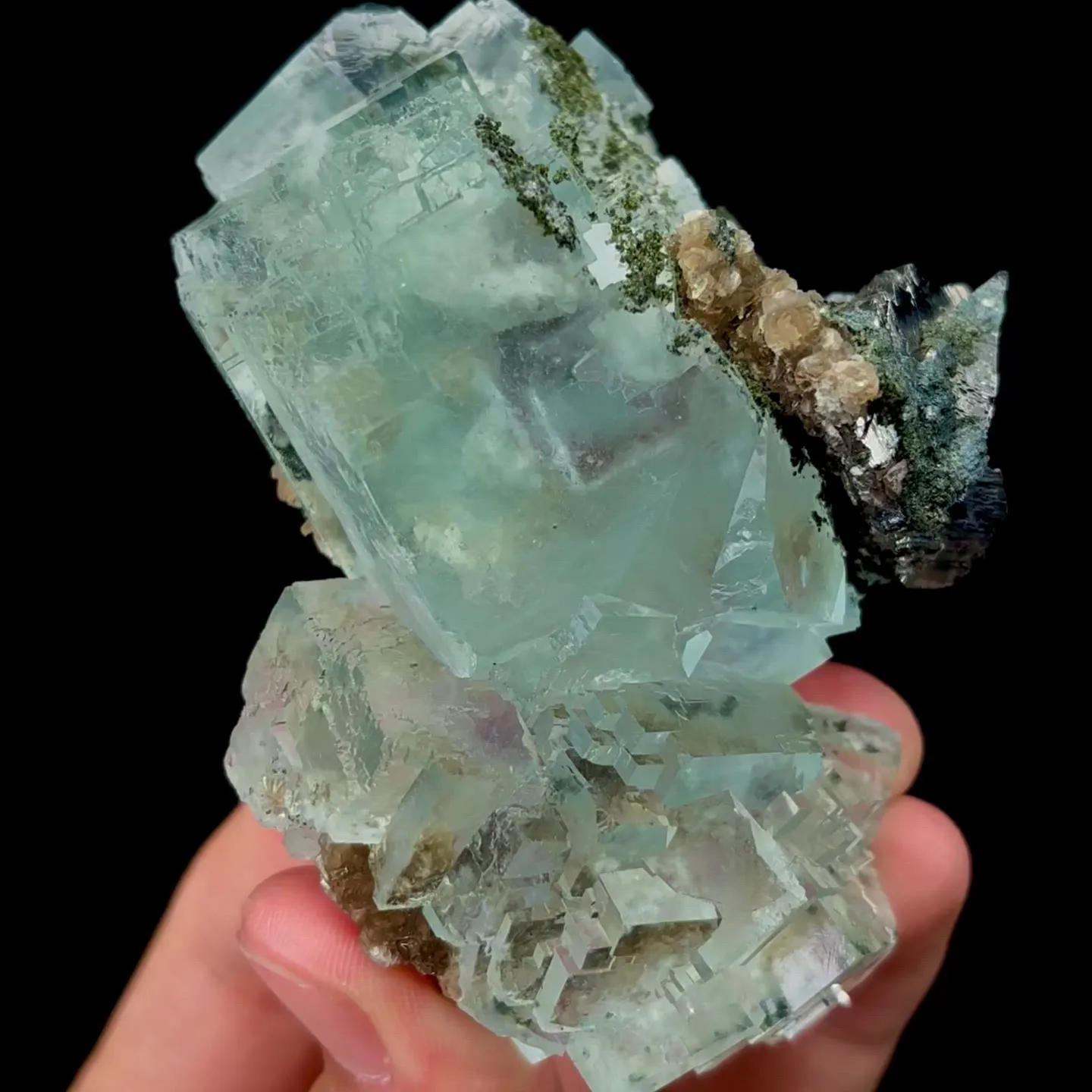 specimen video