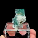 specimen video