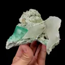 specimen video
