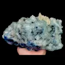 specimen video