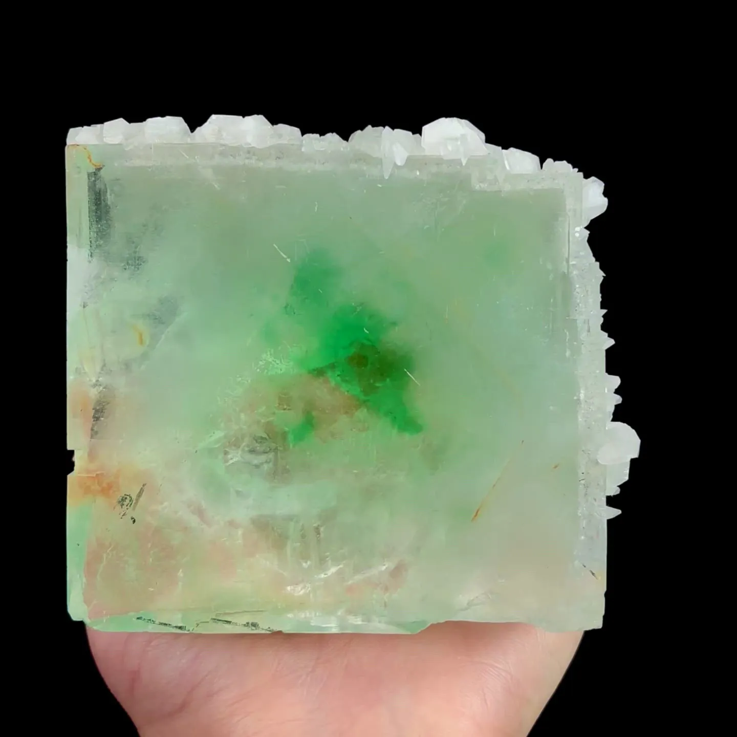specimen video