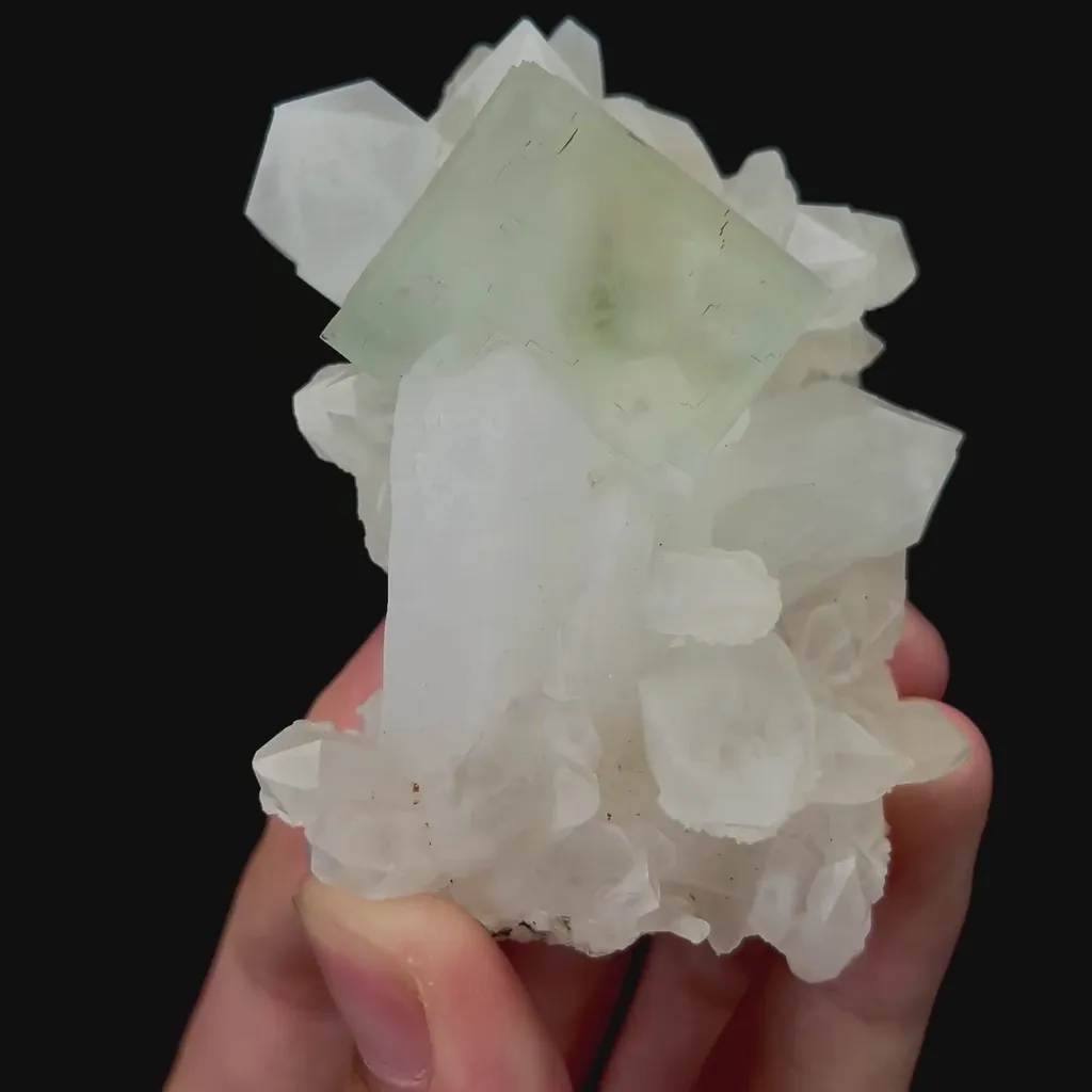 specimen video