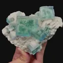specimen video