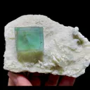 specimen video