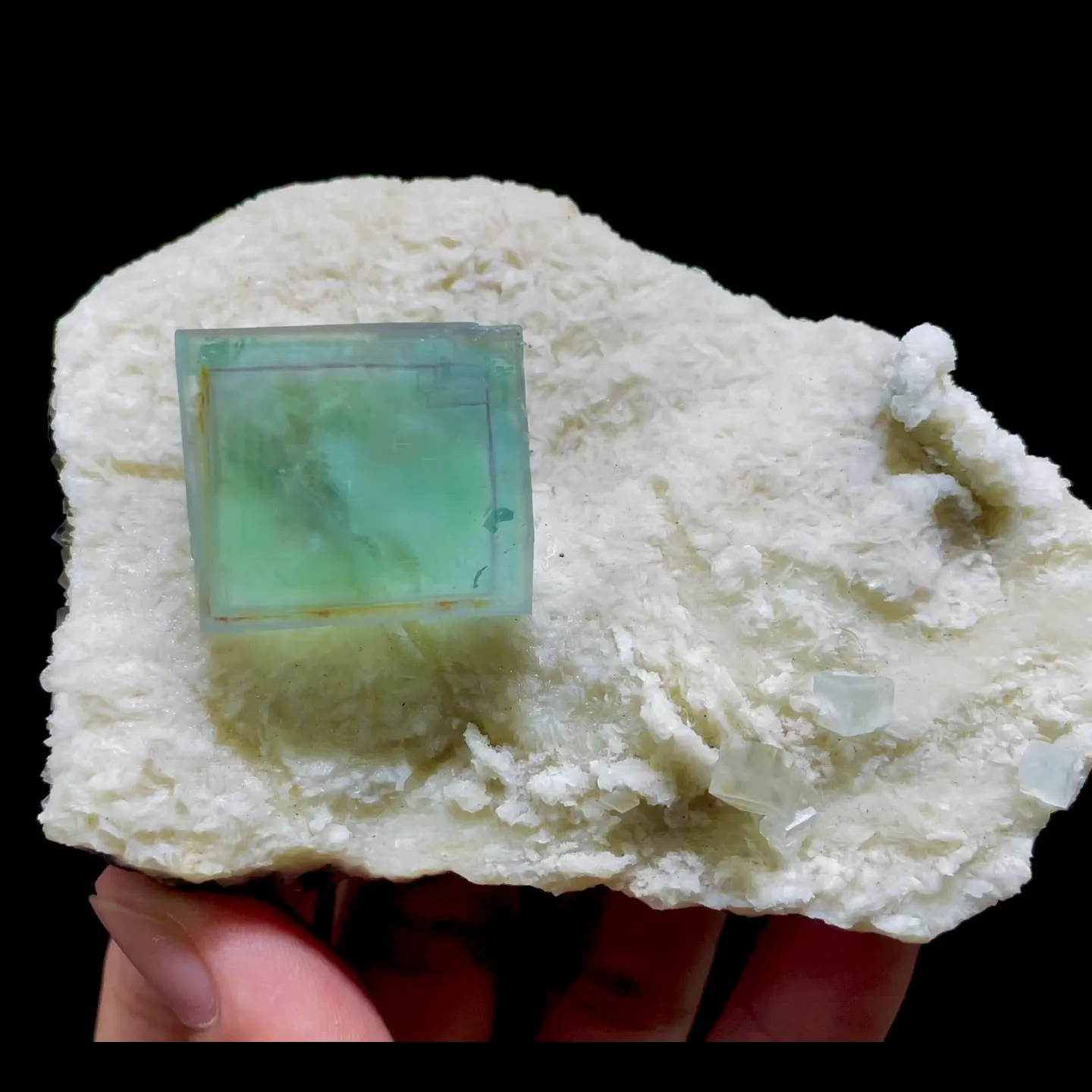 specimen video