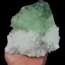specimen video