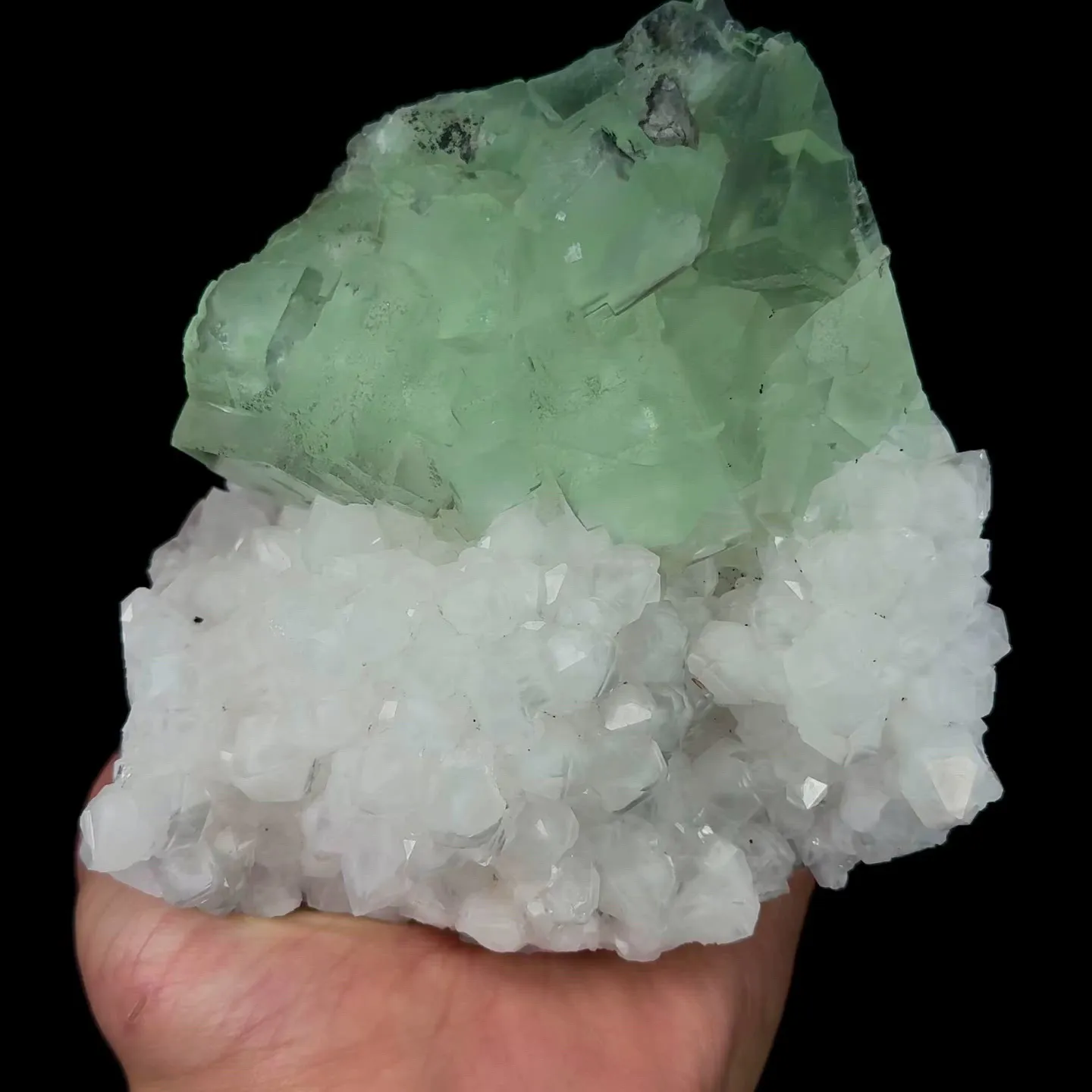 specimen video