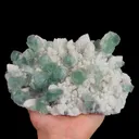 specimen video