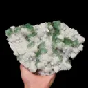 specimen video