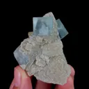 specimen video