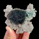specimen video