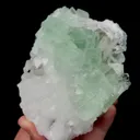 specimen video