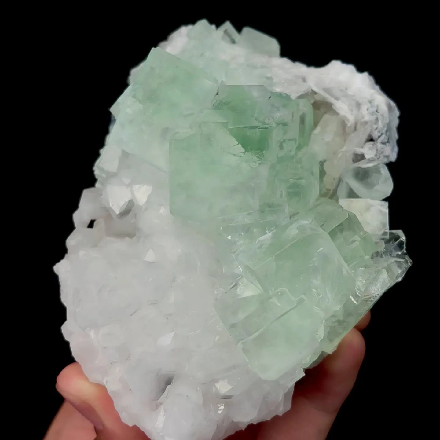 specimen video