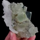 specimen video