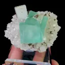 specimen video