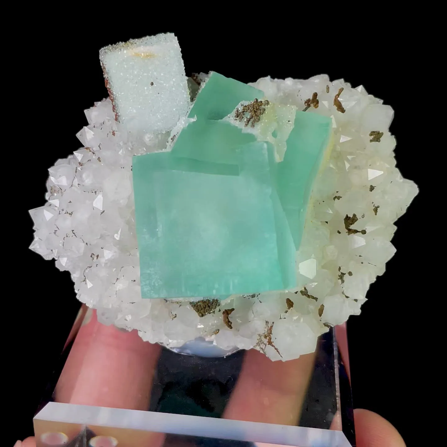 specimen video