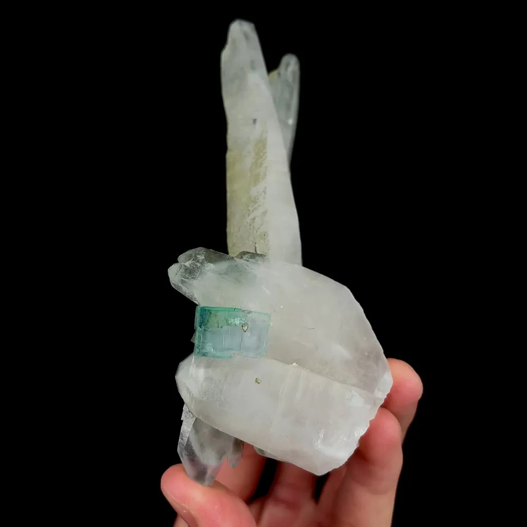 specimen video