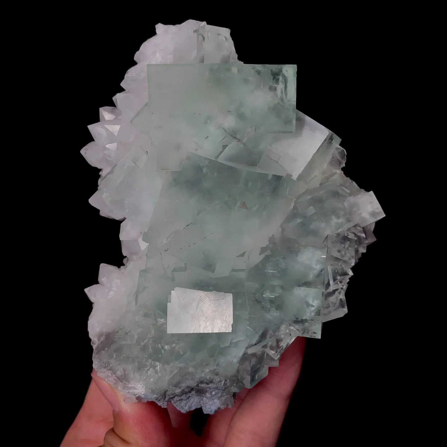 specimen video