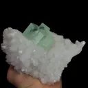 specimen video