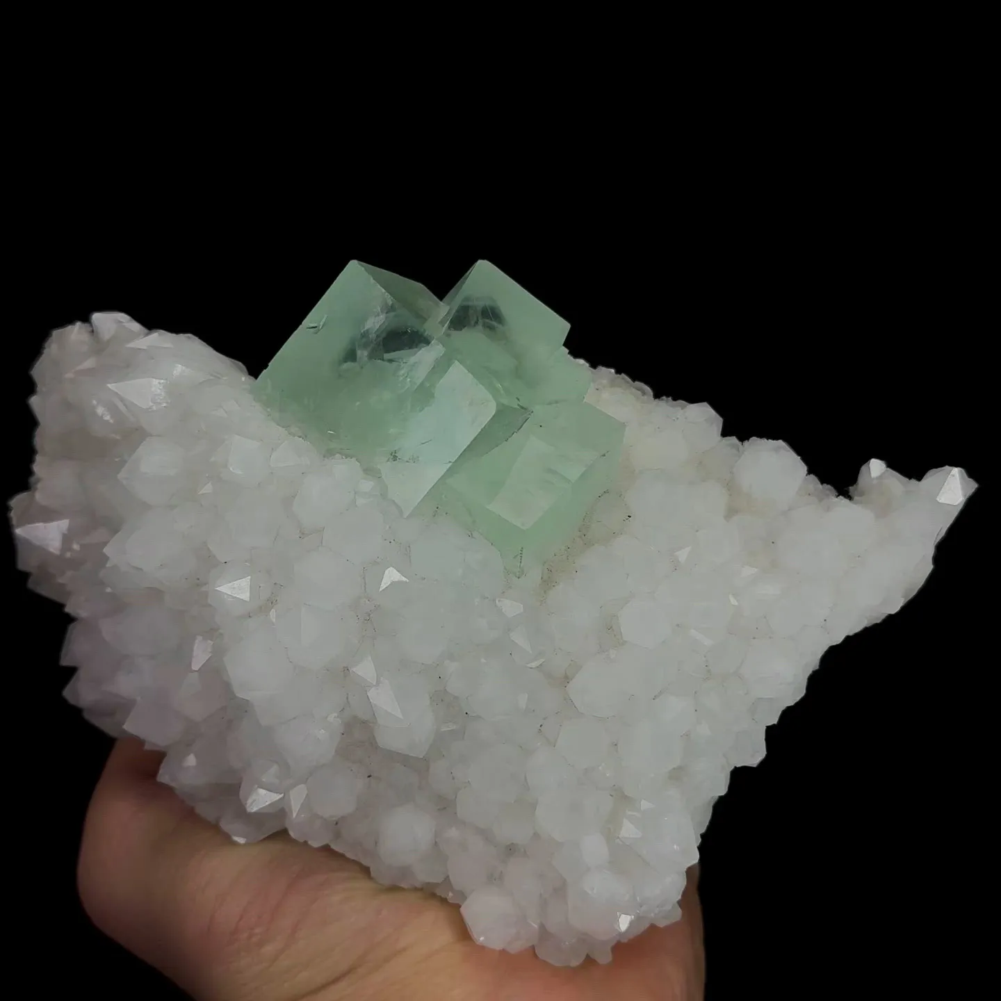 specimen video