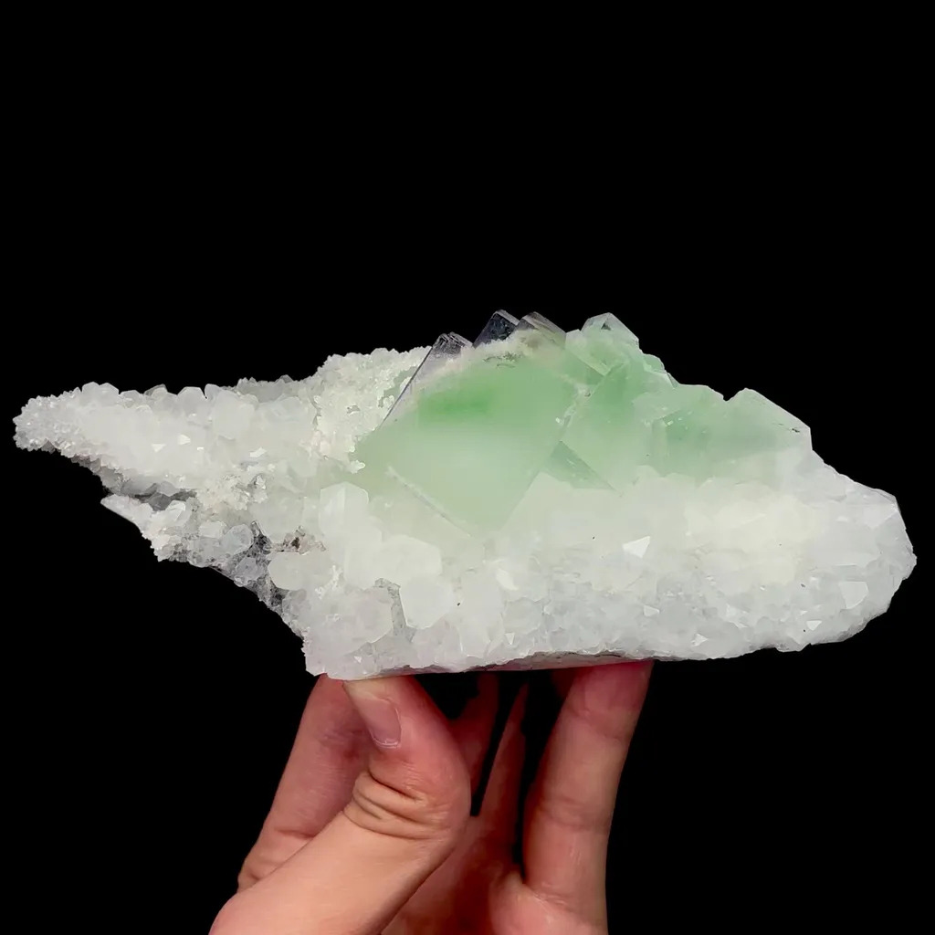 specimen video