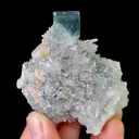 specimen video