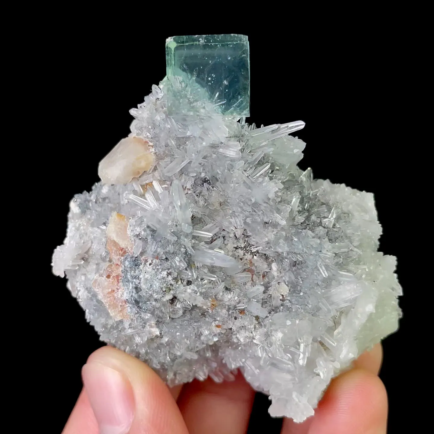 specimen video