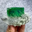 specimen video