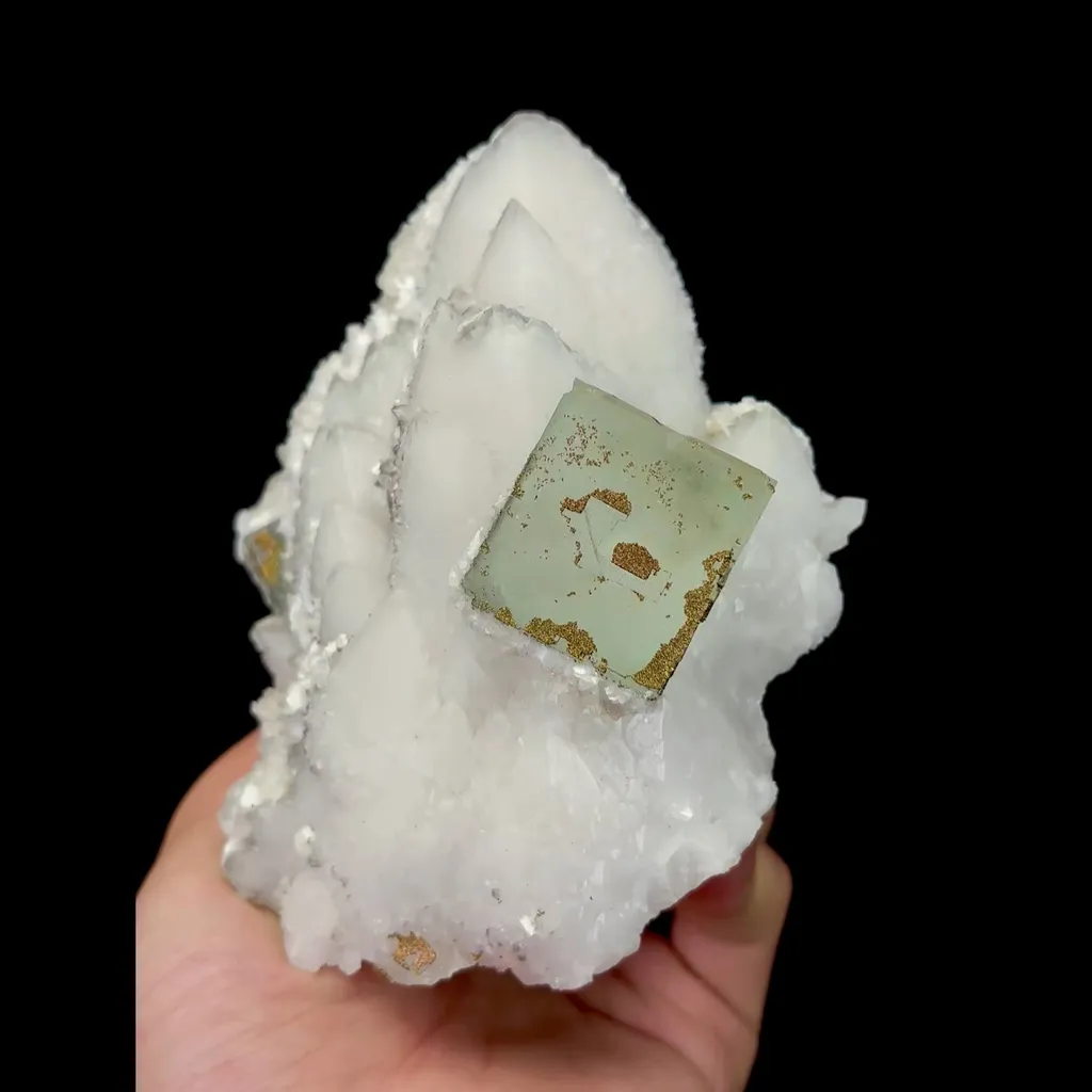 specimen video