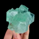 specimen video