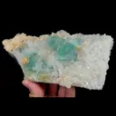 specimen video