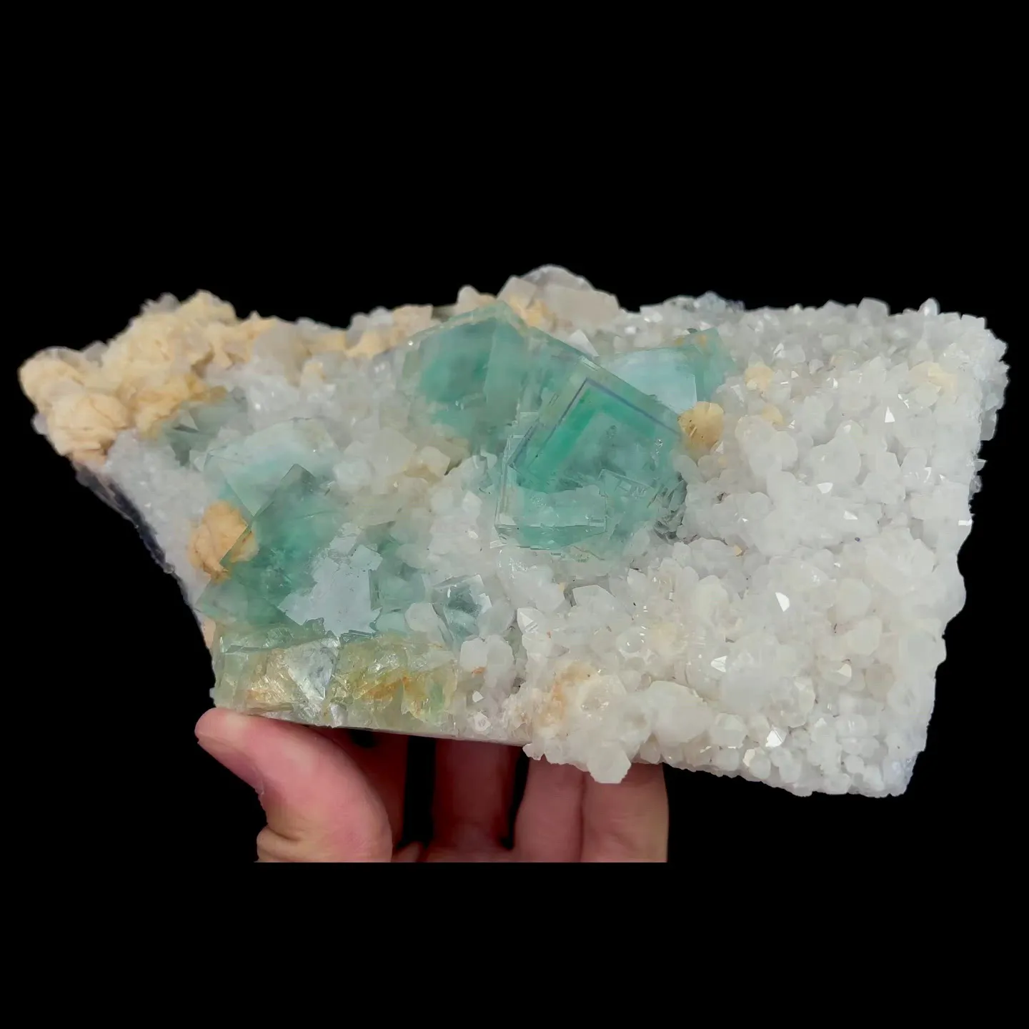 specimen video