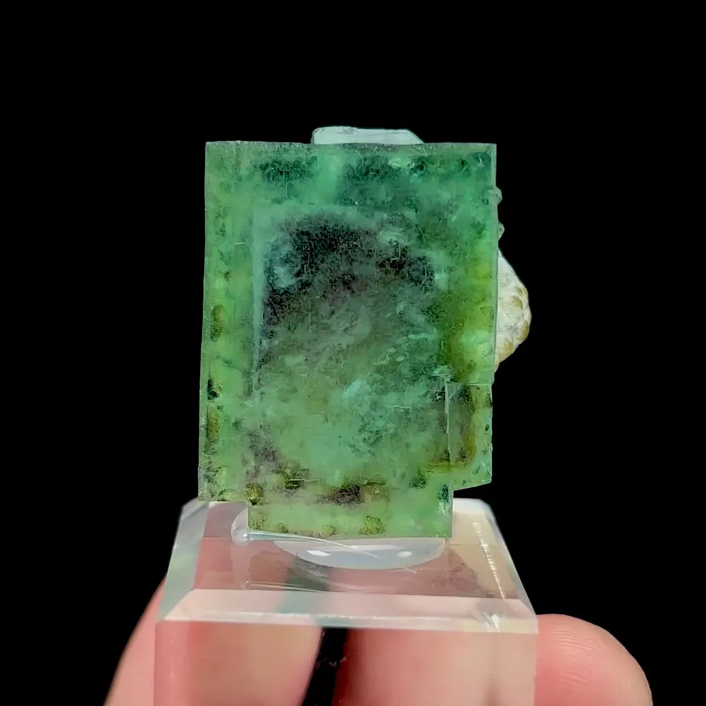 specimen video