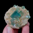 specimen video