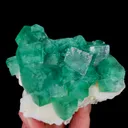 specimen video