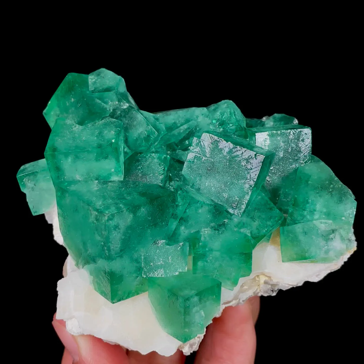 specimen video