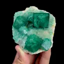 specimen video