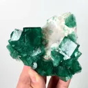 specimen video
