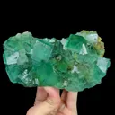 specimen video