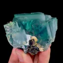 specimen video