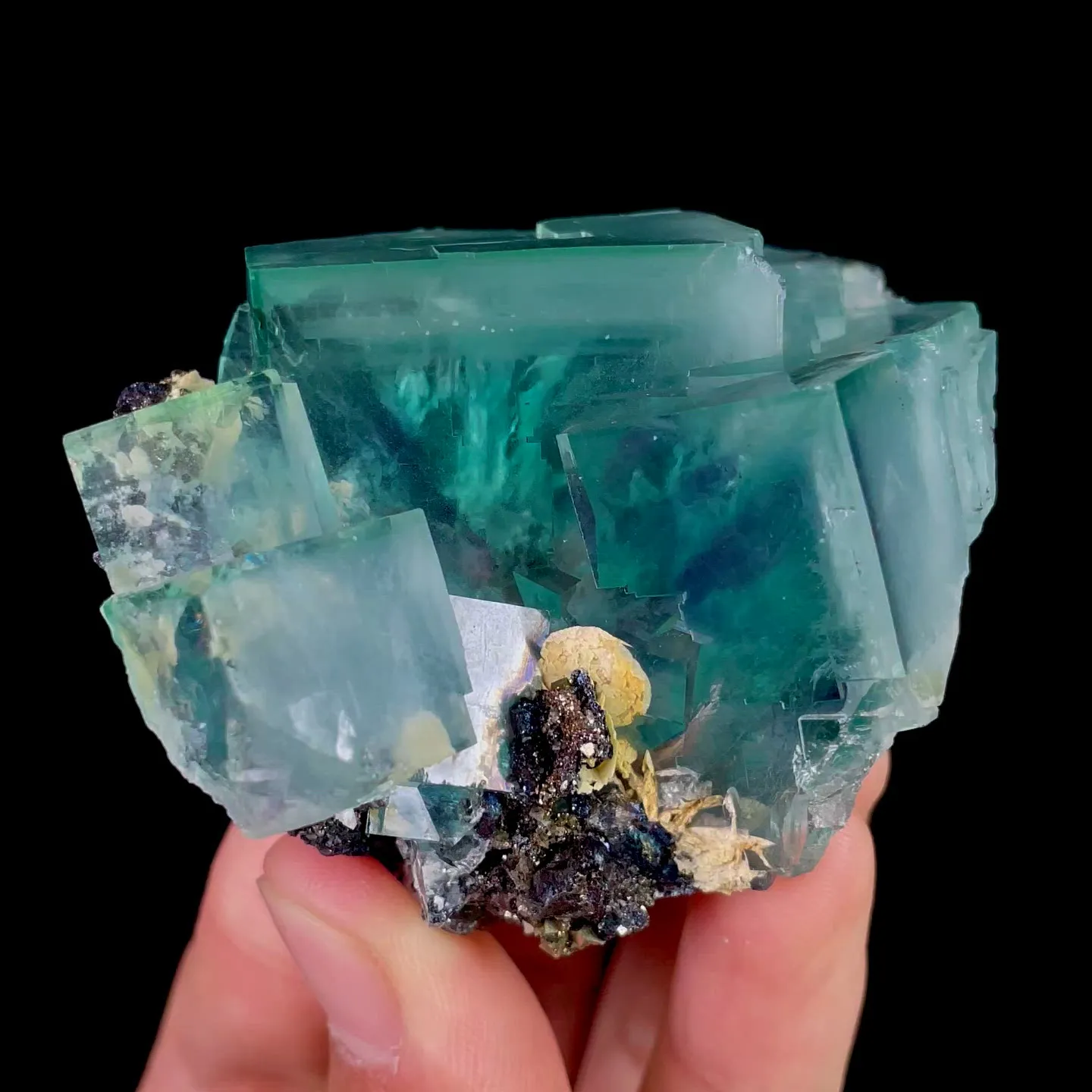 specimen video