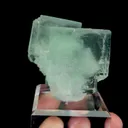 specimen video